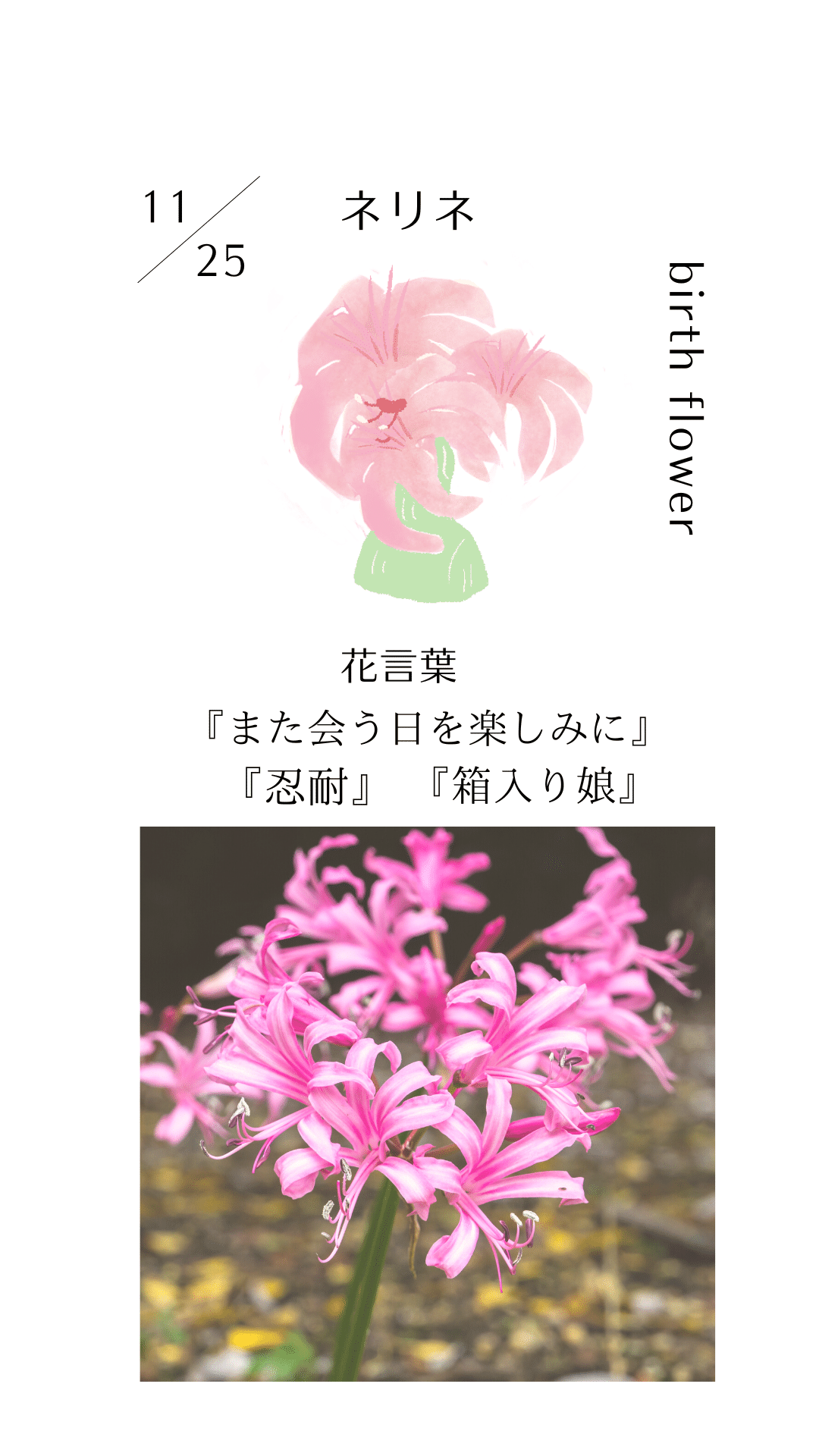 11月25日の誕生花と花言葉でおめでとう イラスト 写真 森田はぐみ イラストレーター Note