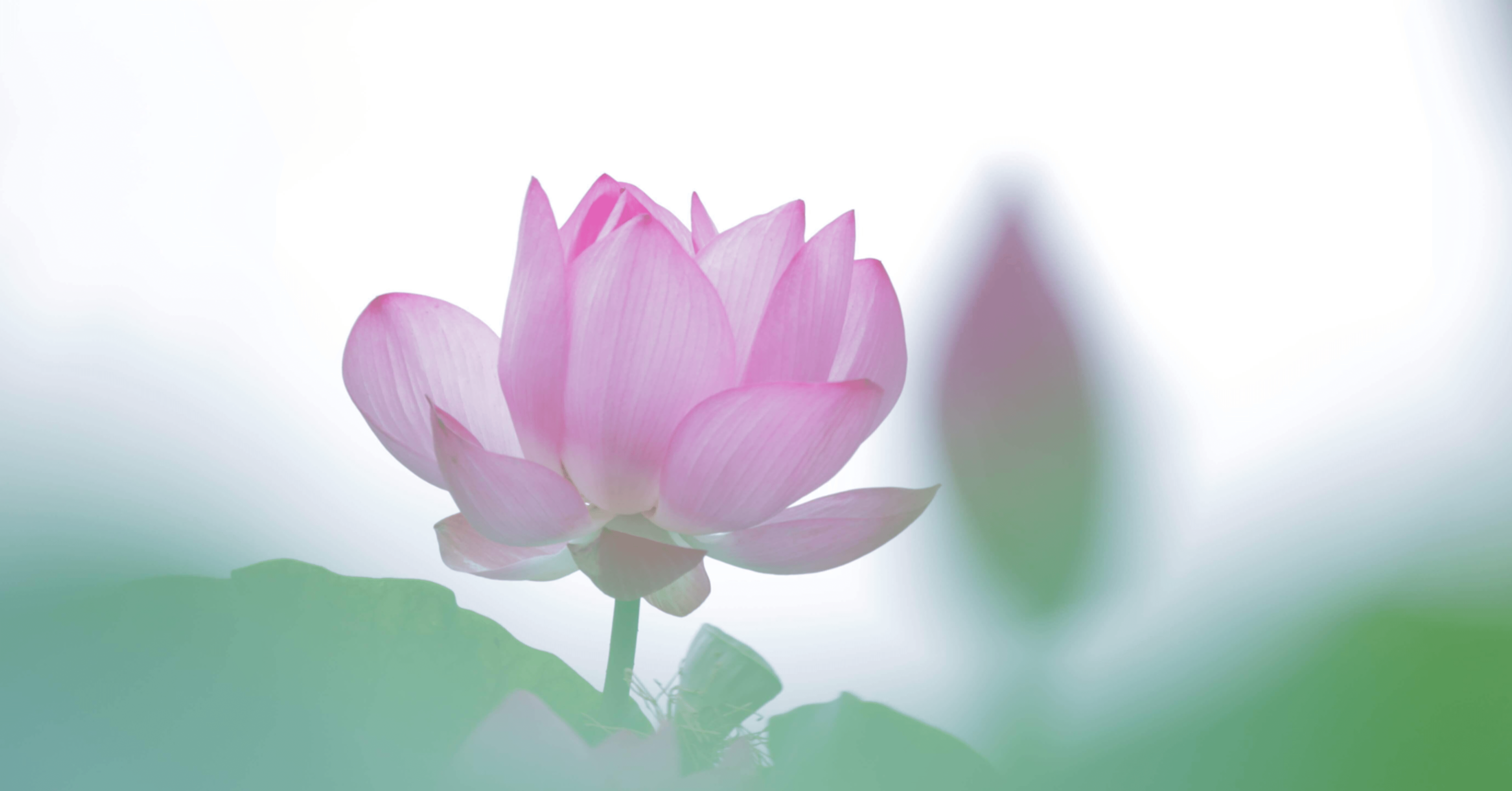 陳情令(魔道祖師)【歌詞和訳してみた！】意難平 〜諦めきれず〜/江厭離