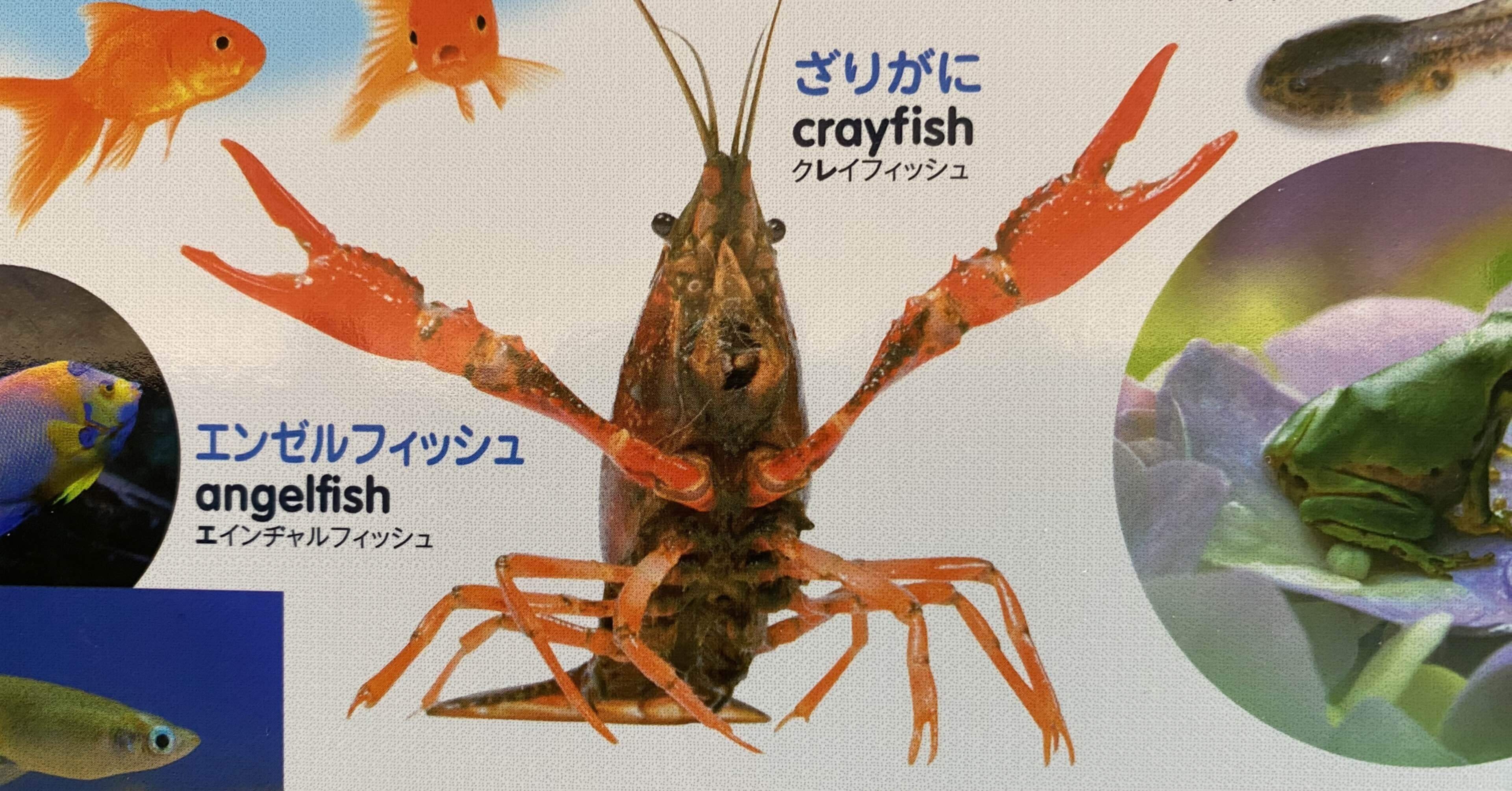 差別や偏見が救けとなる皮肉〜『ザリガニの鳴くところ』読書感想文｜石