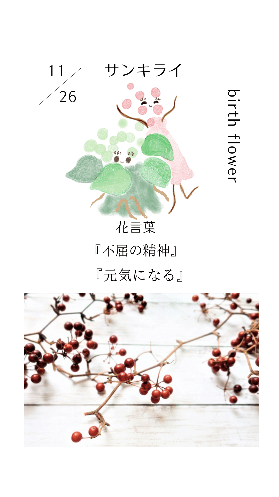 11月26日の誕生花と花言葉でおめでとう イラスト 写真 森田はぐみdesign イラストレーター Note