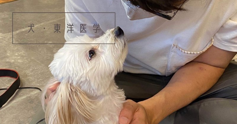 【犬・東洋医学】愛犬と豊かな時間を過ごす方法