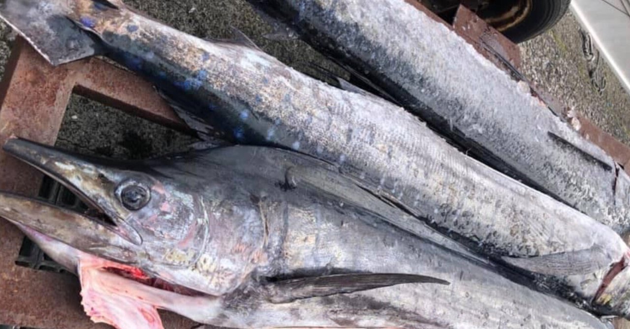島ぐらしと魚たち 11月|YAKUSHIMA ZINE 島ぐらしと魚たち 11月|YAKUSHIMA ZINE
