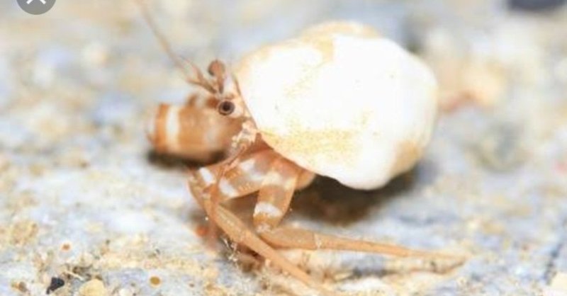 ツッコミを入れたくなる生物 Part1 ゆっけ Note ツッコミを入れたくなる生物 Part1 ゆっけ Note
