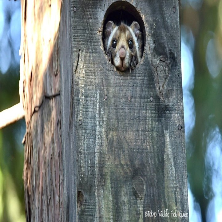 東京野生動物フィールドガイド Masashi Note