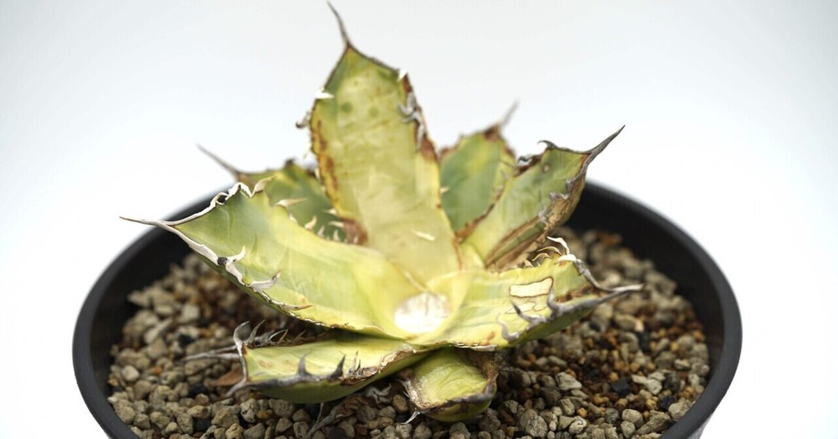 アガベ チタノタ 巌流 国産古株 胴切り 子株 （アガベ チタノタ 胴切り  