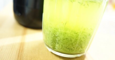 保存版】松葉ジュースの作り方 | 野草パワーで健康を底上げ・薬
