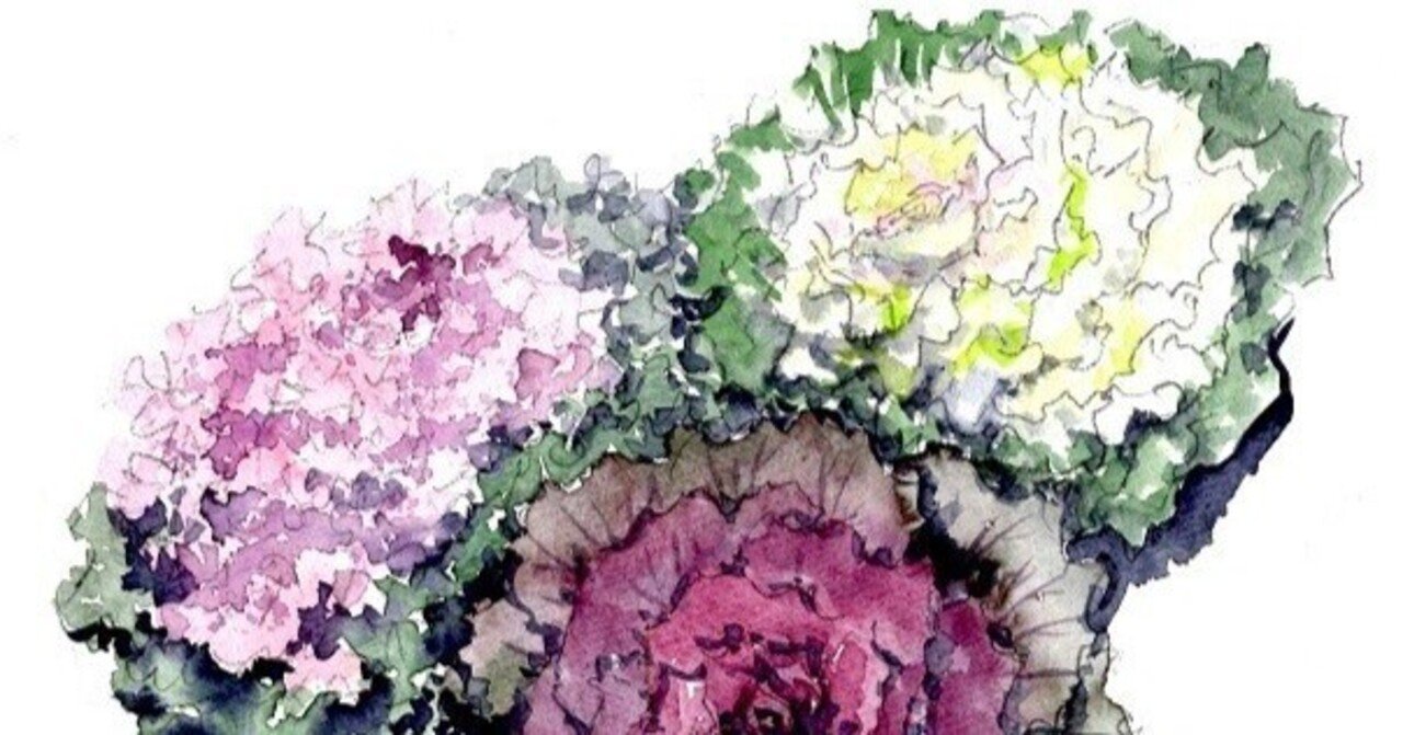 花言葉日誌 11月27日の誕生花は ハボタン 詩描綺 うたえき Note 花言葉日誌 11月27日の誕生花は ハボタン 詩描綺 うたえき Note