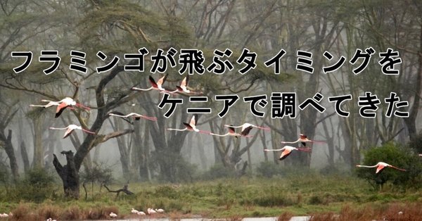 まるまるサファリの本』＊サファリ取材の裏ばなし - ケニア