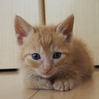 ワンス アポン ア タイム イン ハリウッド見た クリフは奥さんを殺したか リックに尽くすのは何故か ニッチモ サッチモ Note