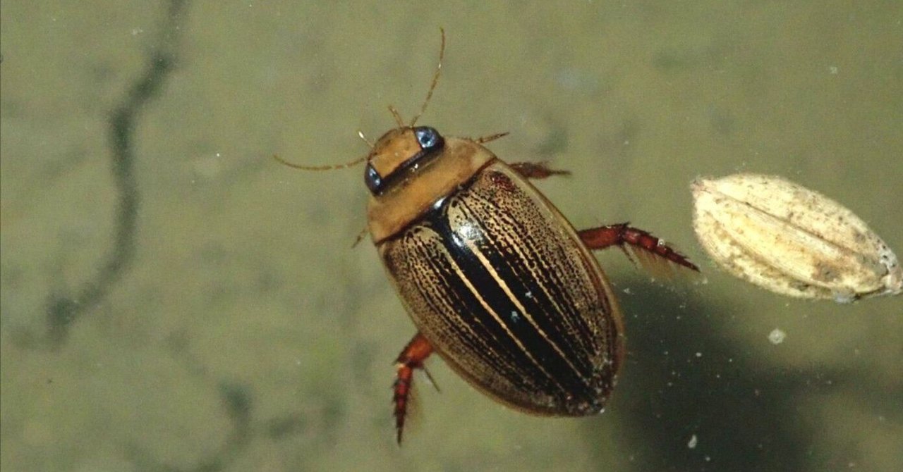 水生甲虫 水甲虫 論文（水生昆虫） - オイカワ丸の湿地帯中毒