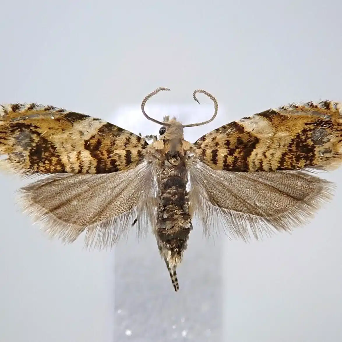 hydraenids
