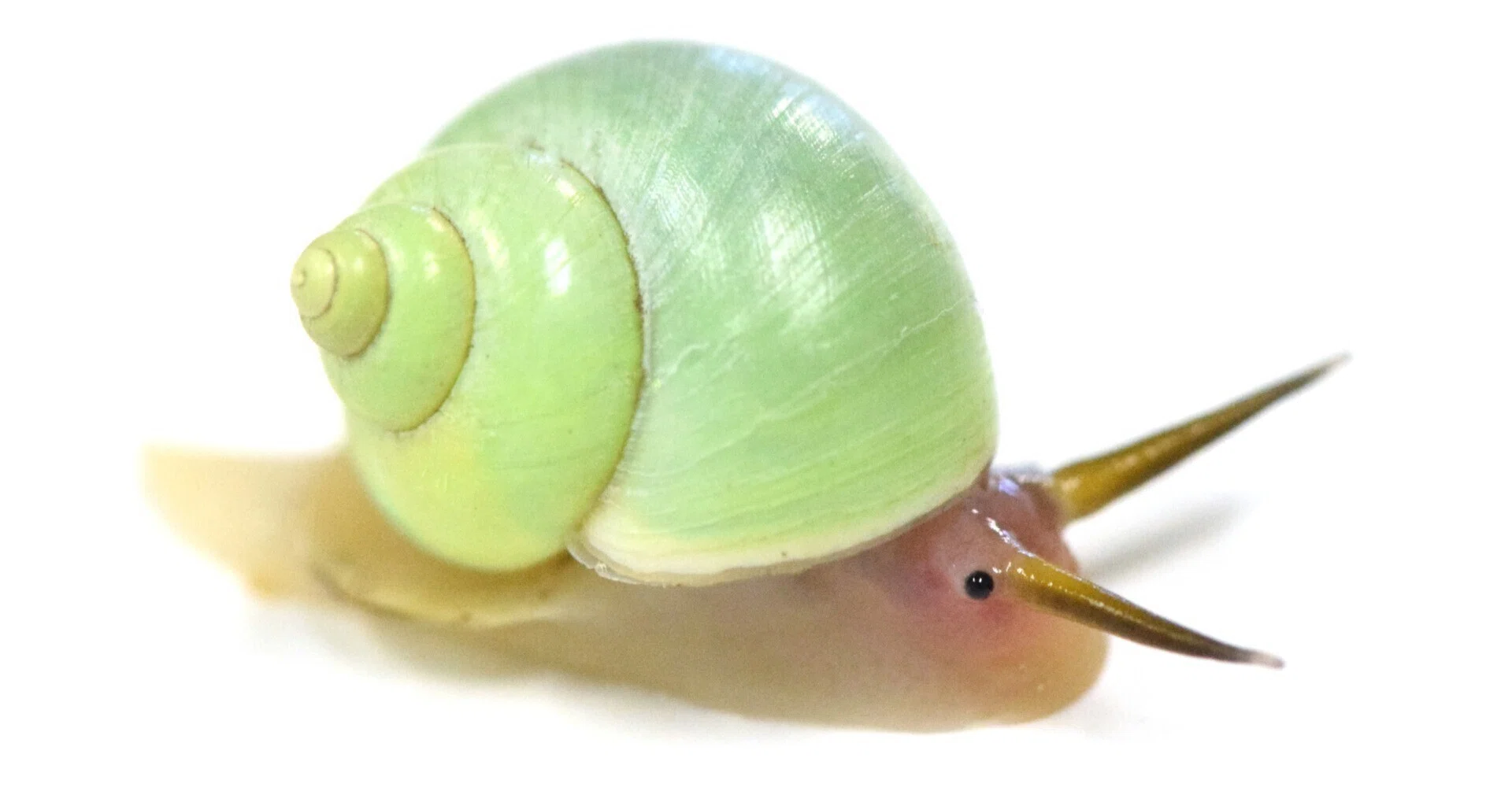 貝標本CUBAのカラフルカタツムリセット品