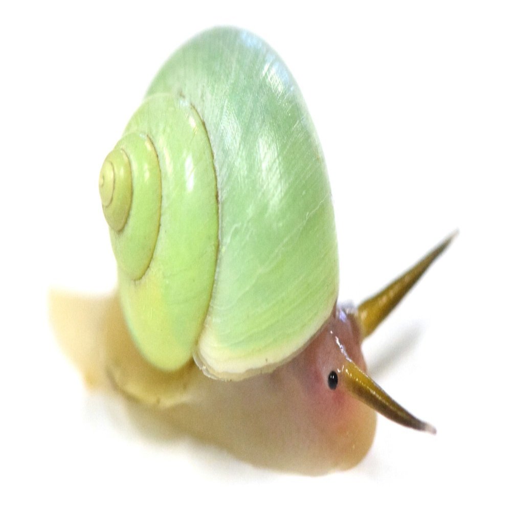 第3回 美しいカタツムリが食べる意外なもの ｜ブンイチ（文一総合出版）