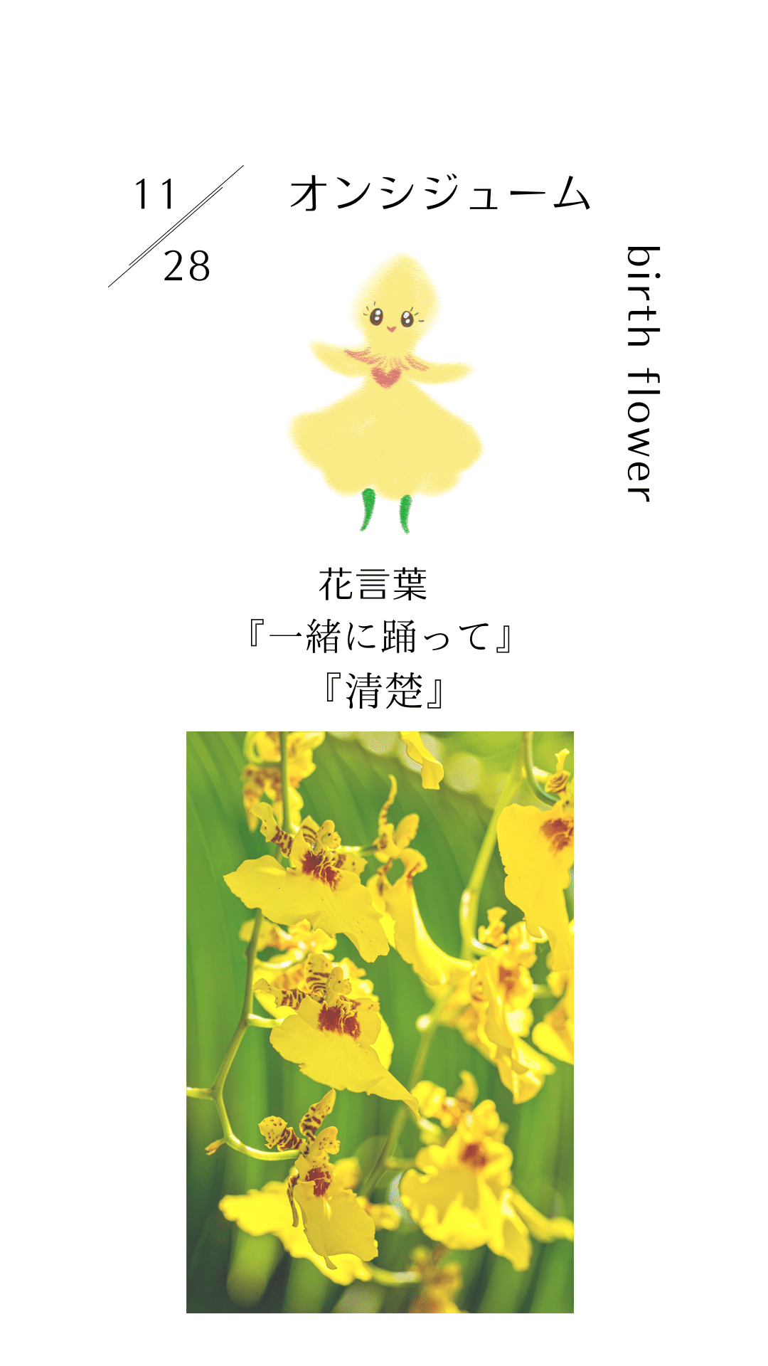 11月28日の誕生花と花言葉でおめでとう イラスト 写真 森田はぐみdesign イラストレーター Note