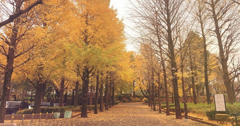 城北中央公園のイチョウ🍂