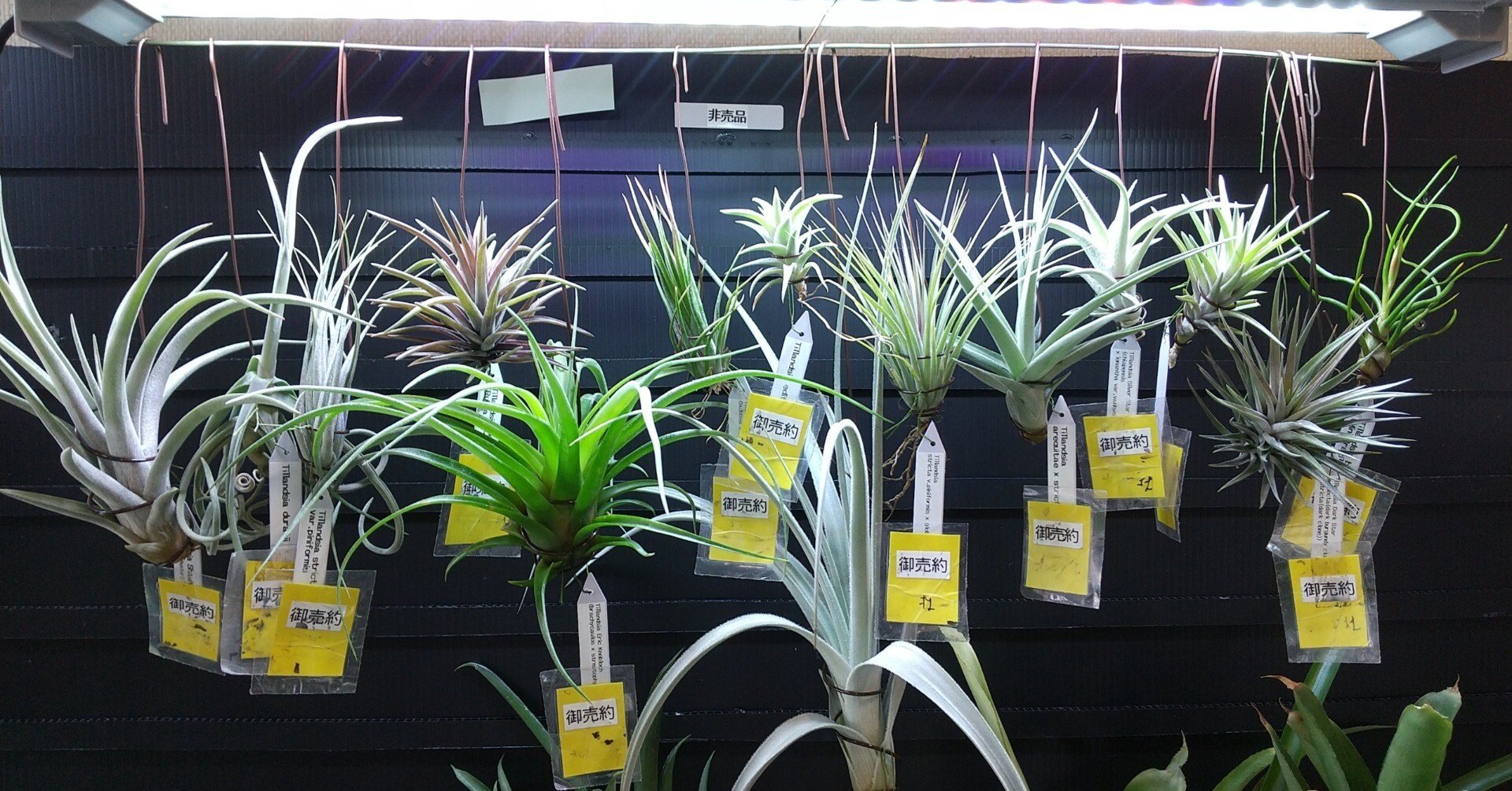 チランジア入荷リスト11/27｜NatureGarden🌿神田