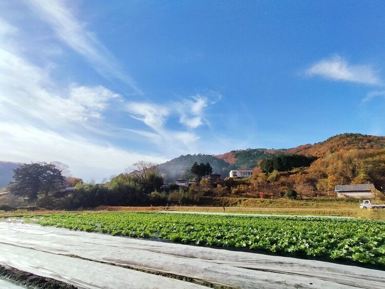 2022.11.28　地に秋冬野菜、山は散りゆく紅葉、空は秋模様。