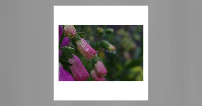 【写真】雨の庭