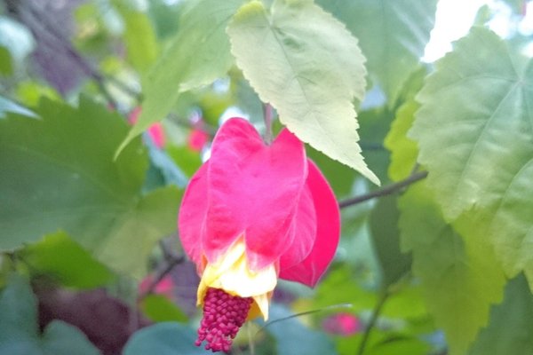 ウキツリボクの花言葉は尊敬真実はひとつ の新着タグ記事一覧 Note つくる つながる とどける ウキツリボクの花言葉は尊敬真実はひとつ の新着タグ記事一覧 Note つくる つながる とどける