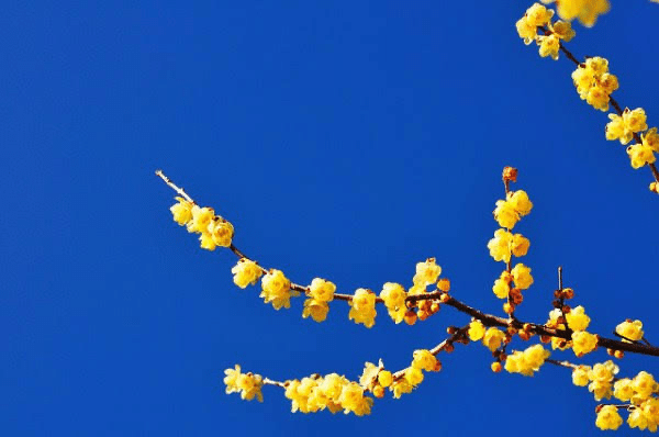 1月5日の誕生花 ロウバイ かずやんの部屋 Note