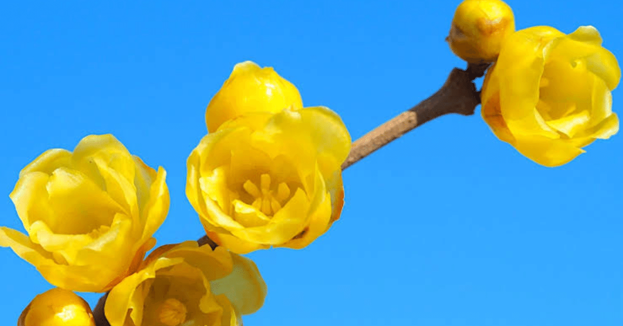 1月5日の誕生花 ロウバイ かずやんの部屋 Note