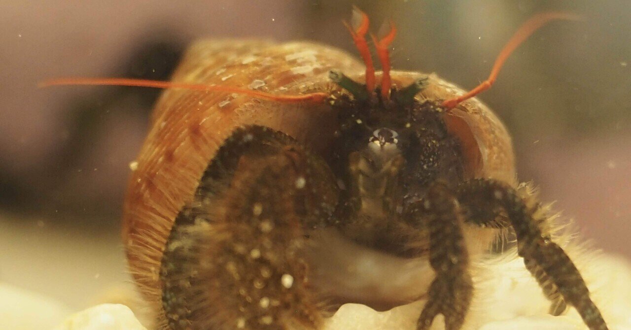 磯の生き物図鑑】ヤドカリ/節足動物｜ひとでちゃん/ サイエンス ...