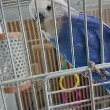 ★元社畜★介護士おぺぺ