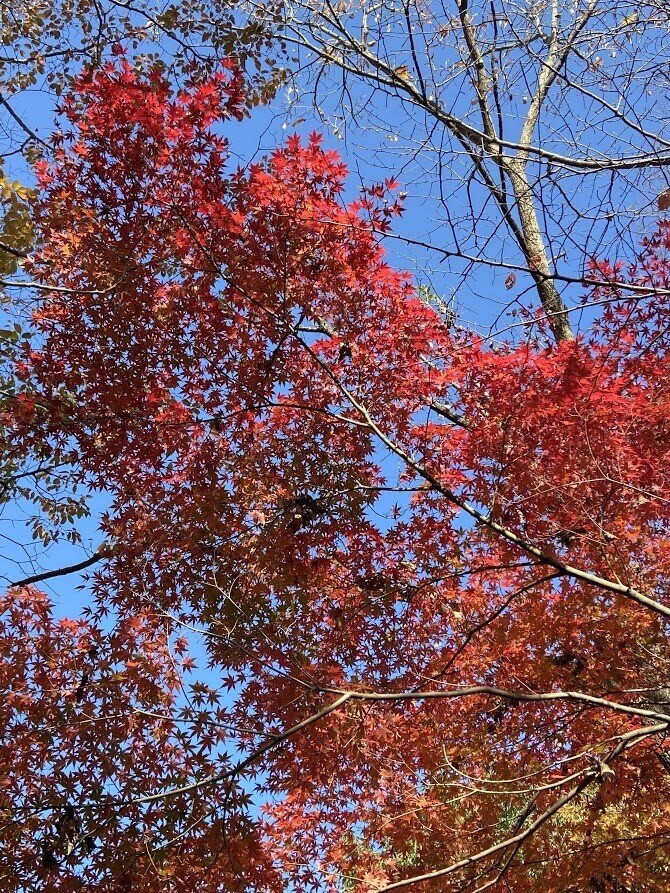 木刈中学校横遊歩道の紅葉