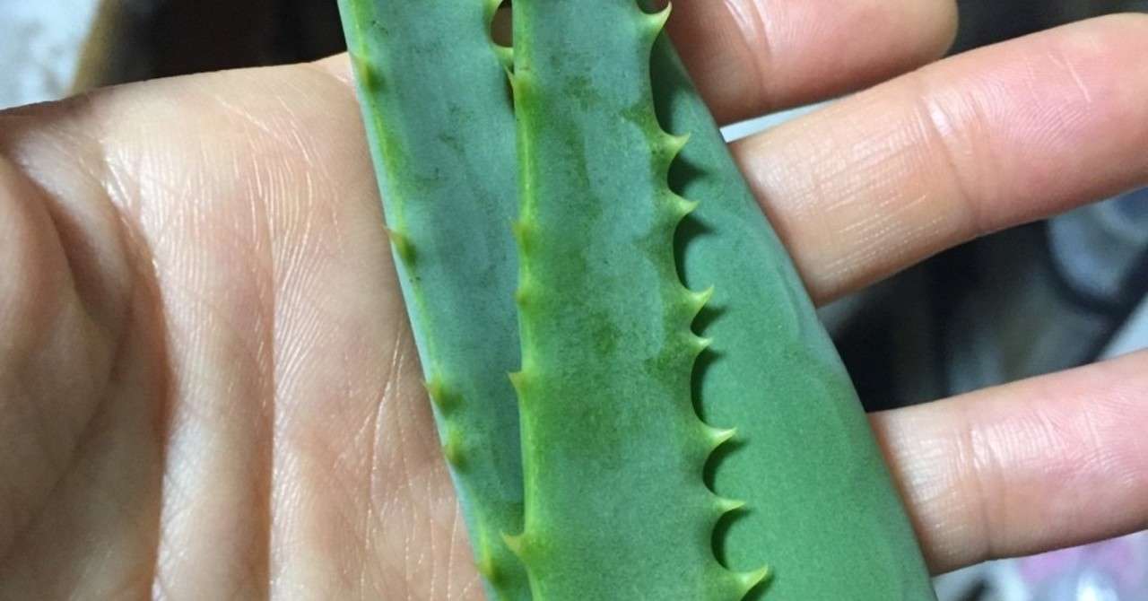 アロエが手に入ってやりたい事 やもとなおこ Note