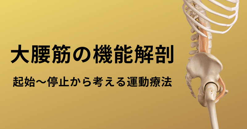 【大腰筋の機能解剖学】起始〜停止の関係性から運動療法を考え直す！