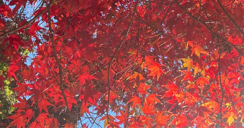 秋を求めて🍁大宮氷川神社・大宮公園