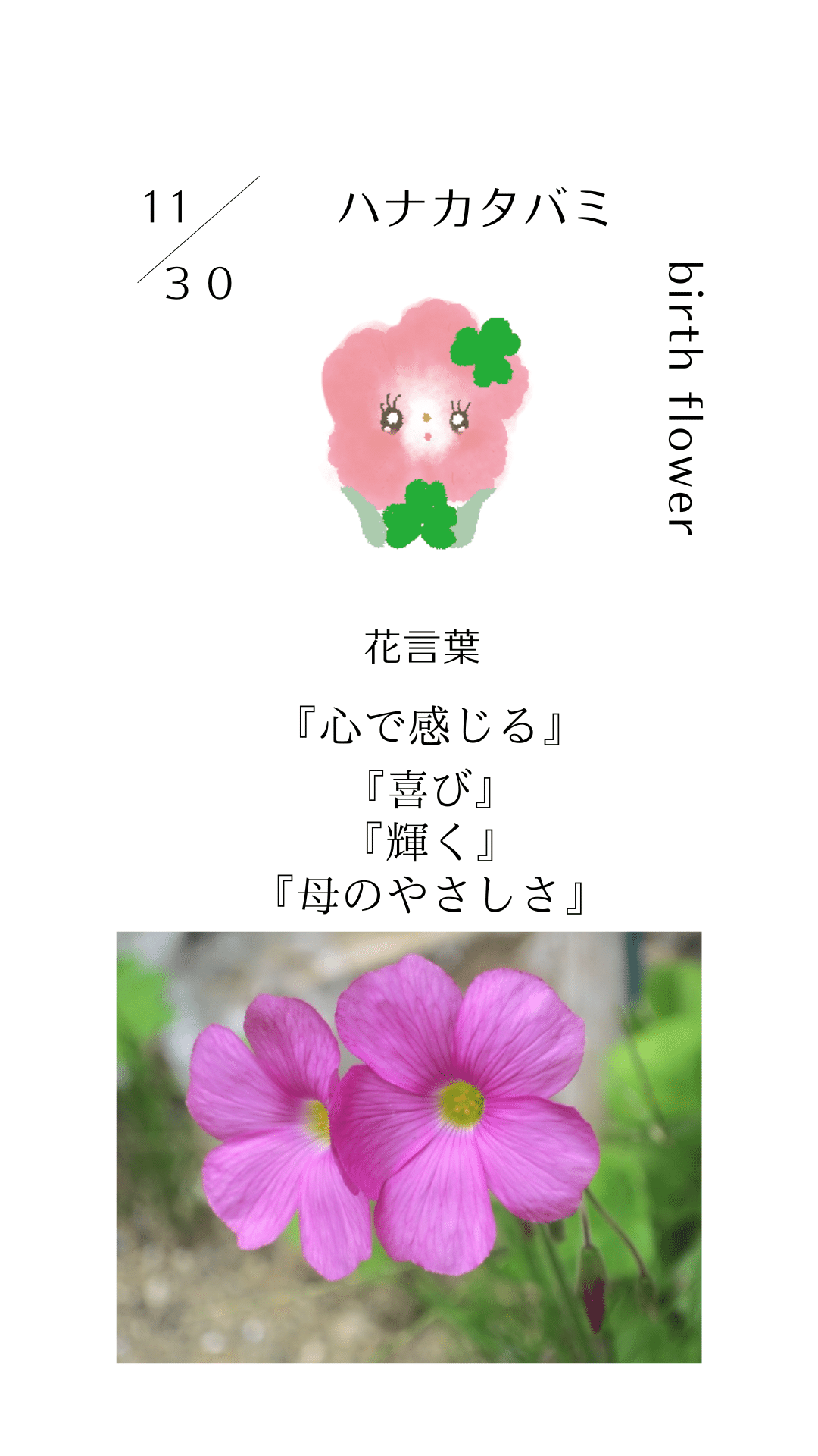 11月30日の誕生花と花言葉でおめでとう イラスト 写真 森田はぐみdesign イラストレーター Note