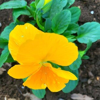 よしこ/ 統合失調症の息子の母