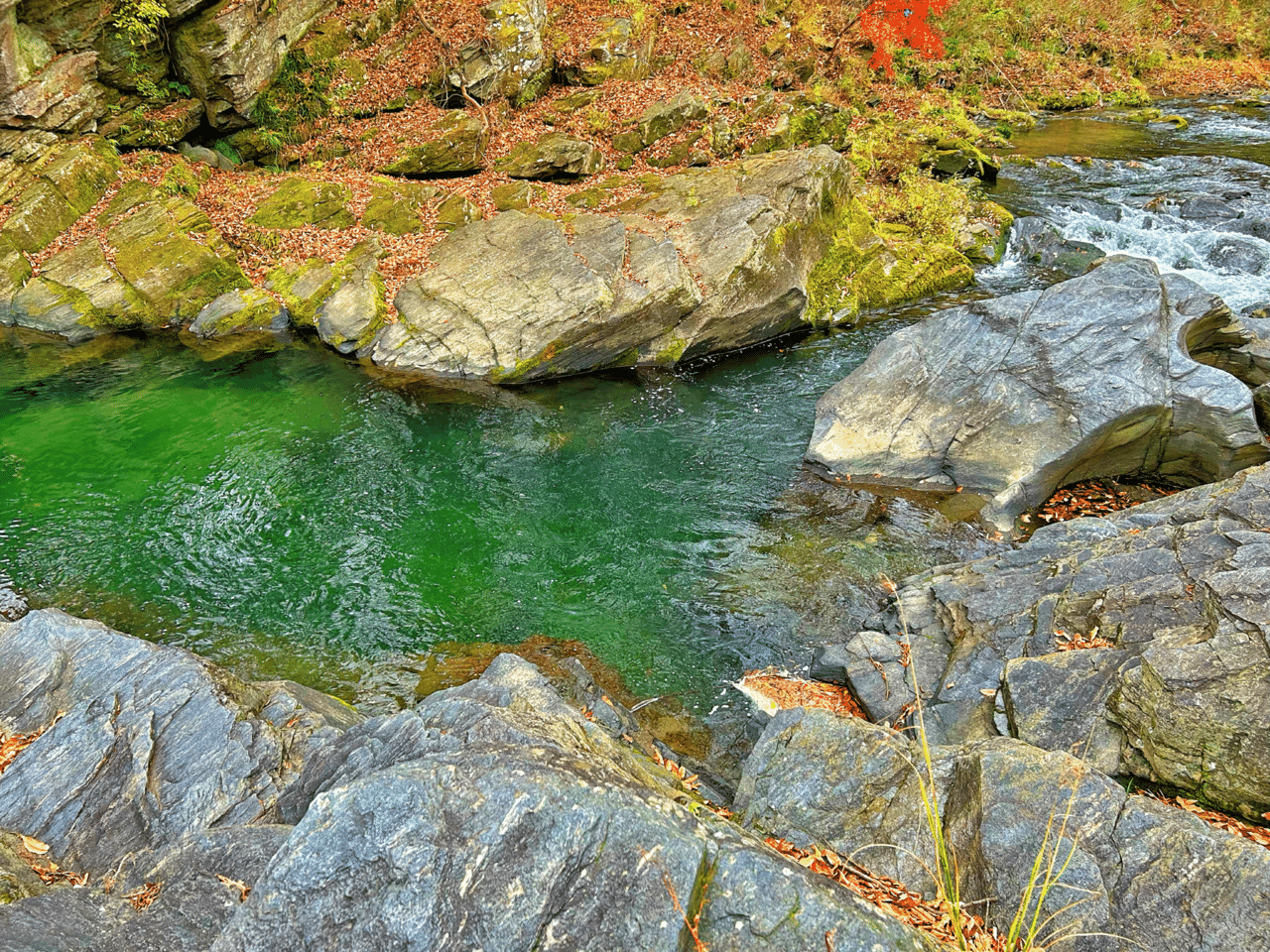自然の力ってすごい｜shiori🌼