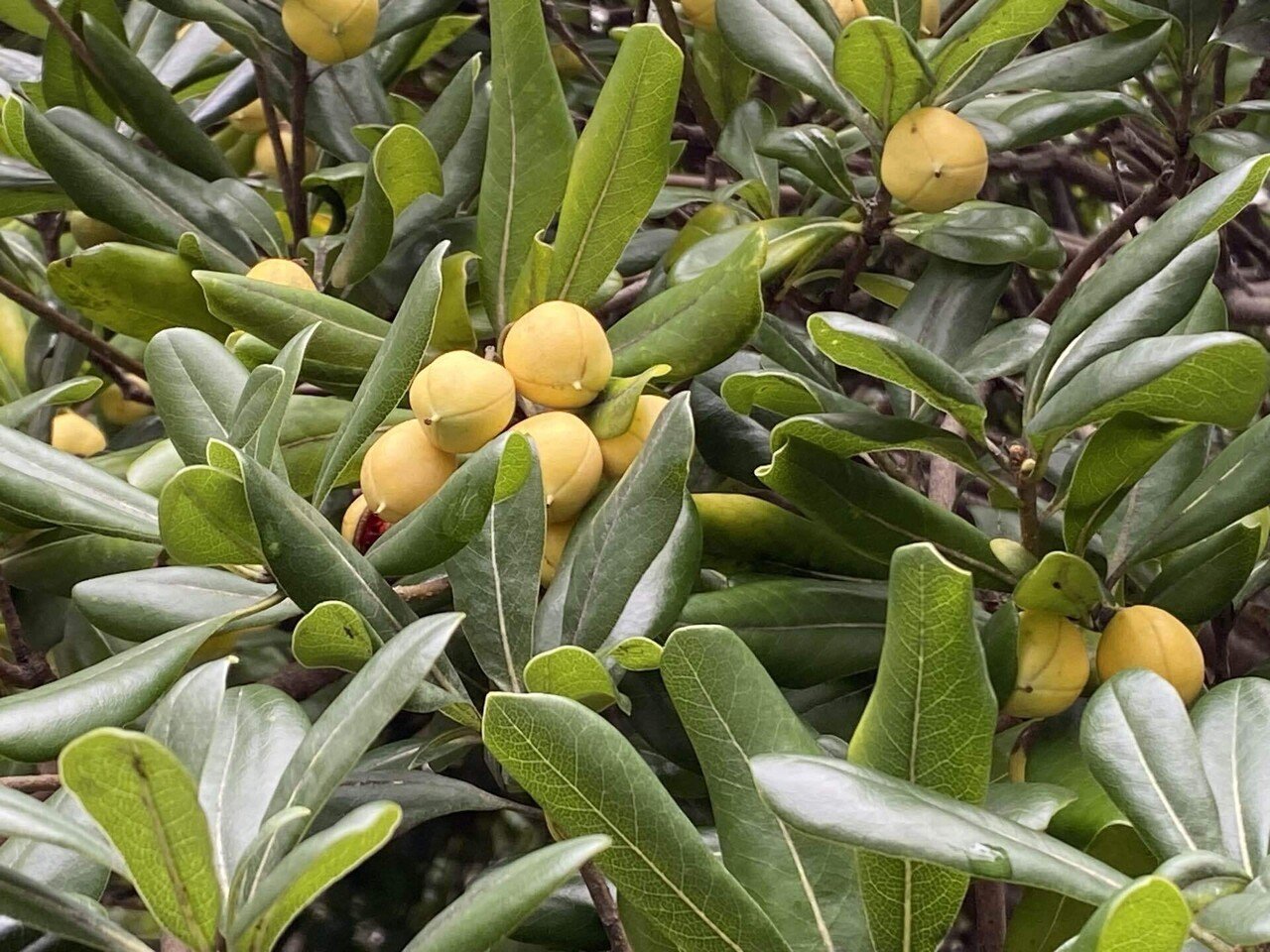 トベラの実｜之哲／Yuki Satoru