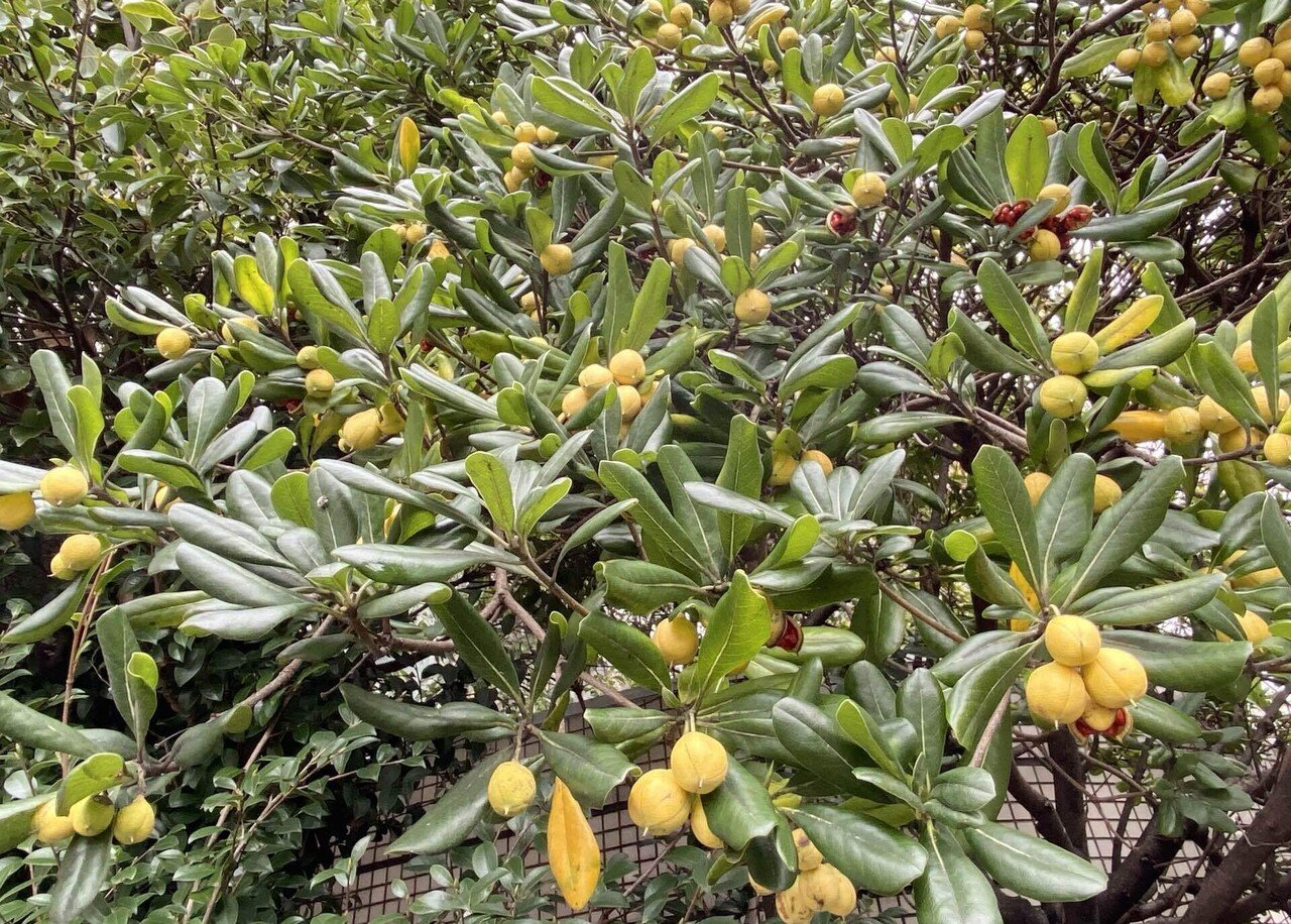 トベラの実｜之哲／Yuki Satoru