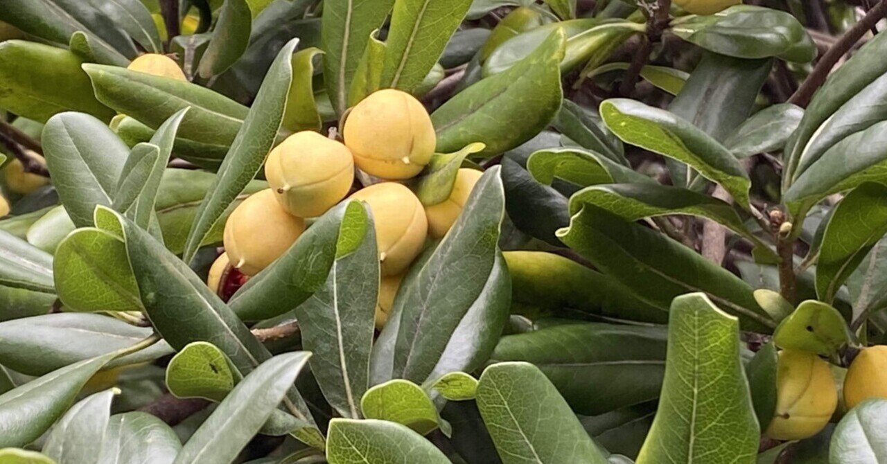 トベラの実｜之哲／Yuki Satoru