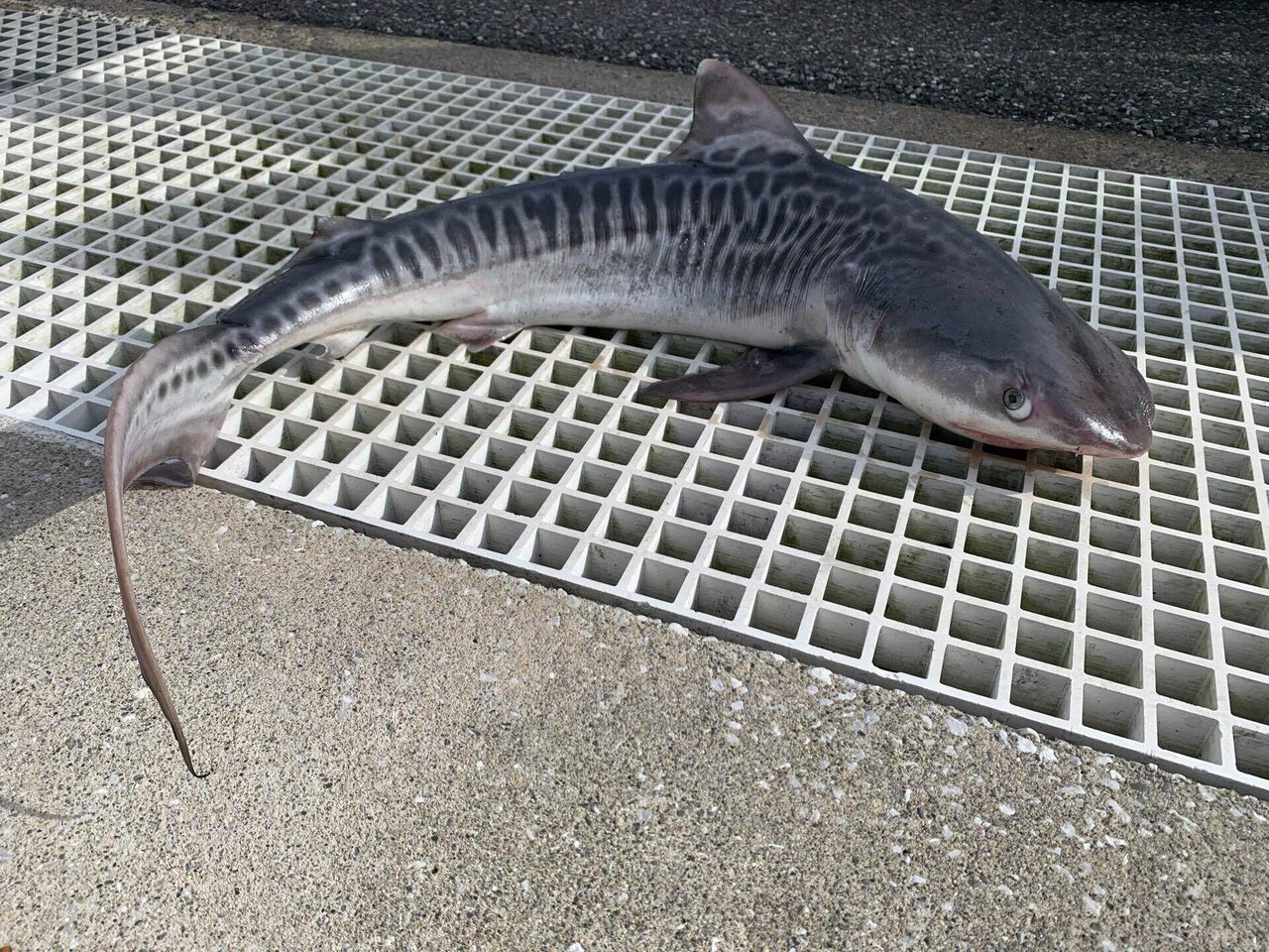 タイガーな季節｜シャークジャーナリスト沼口麻子