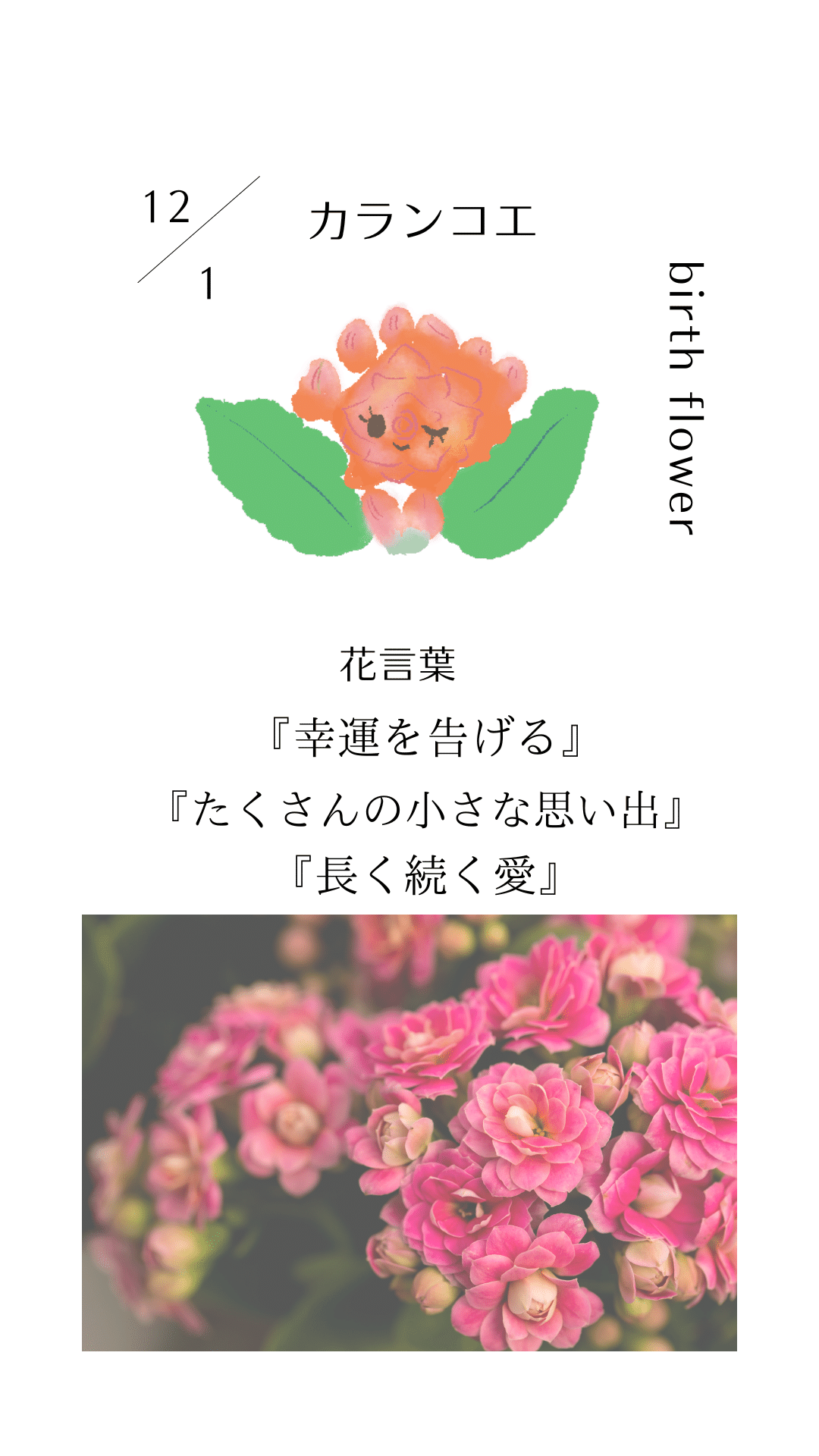 12月01日の誕生花と花言葉でおめでとう イラスト 写真 森田はぐみdesign イラストレーター Note