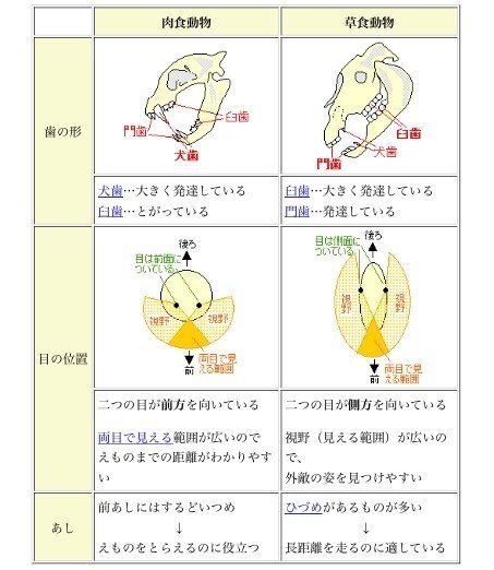 盲学校からの発信 骨は触っといた方がおトクですよ メガネくん 盲学校 特別支援学校からの発信 Note 盲学校からの発信 骨は触っといた方がおトクですよ メガネくん 盲学校 特別支援学校からの発信 Note