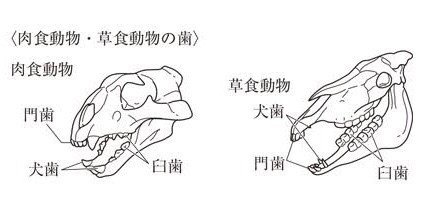 99以上 草食 動物 歯