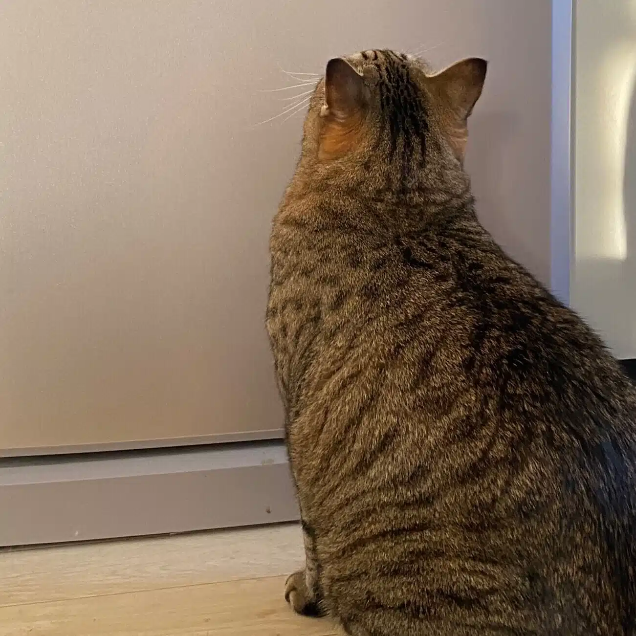 いたじゅ