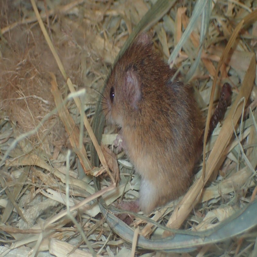 稲作の神さまは 宙に浮かぶ巣でしずかに暮らす じいちゃんの小さな博物記 ポプラ社 こどもの本編集部 Note