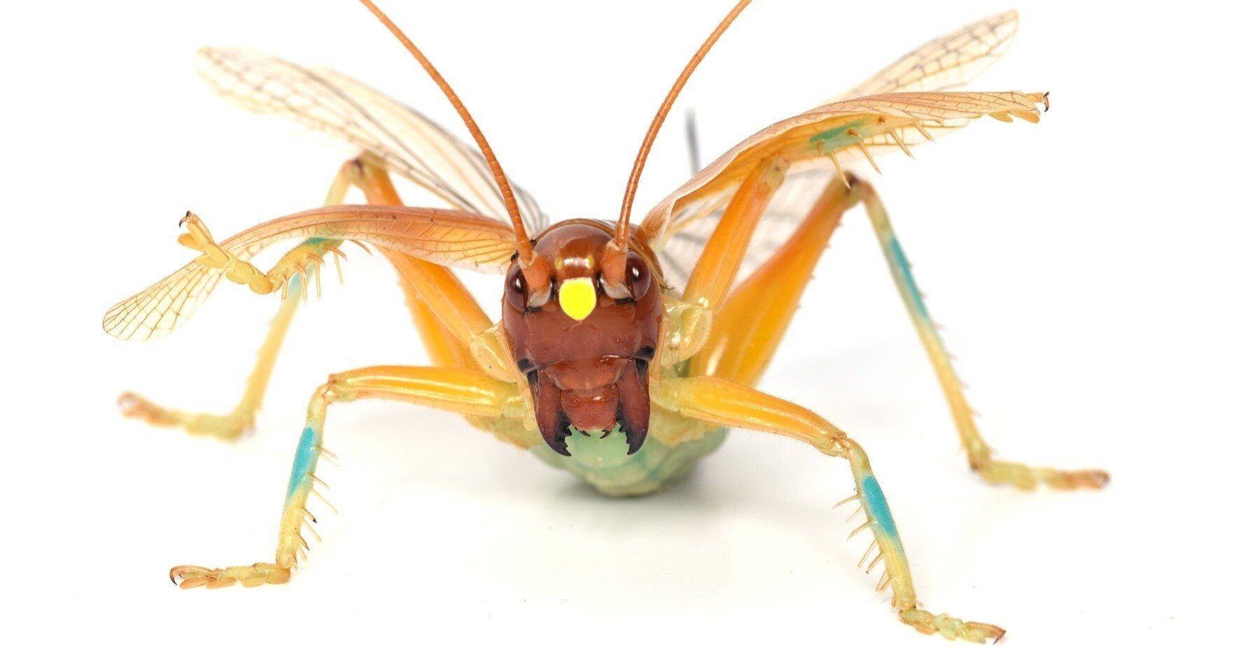 第4回 コオロギ? キリギリス!? ひたいに日の丸をもつ虫｜ブンイチ（文