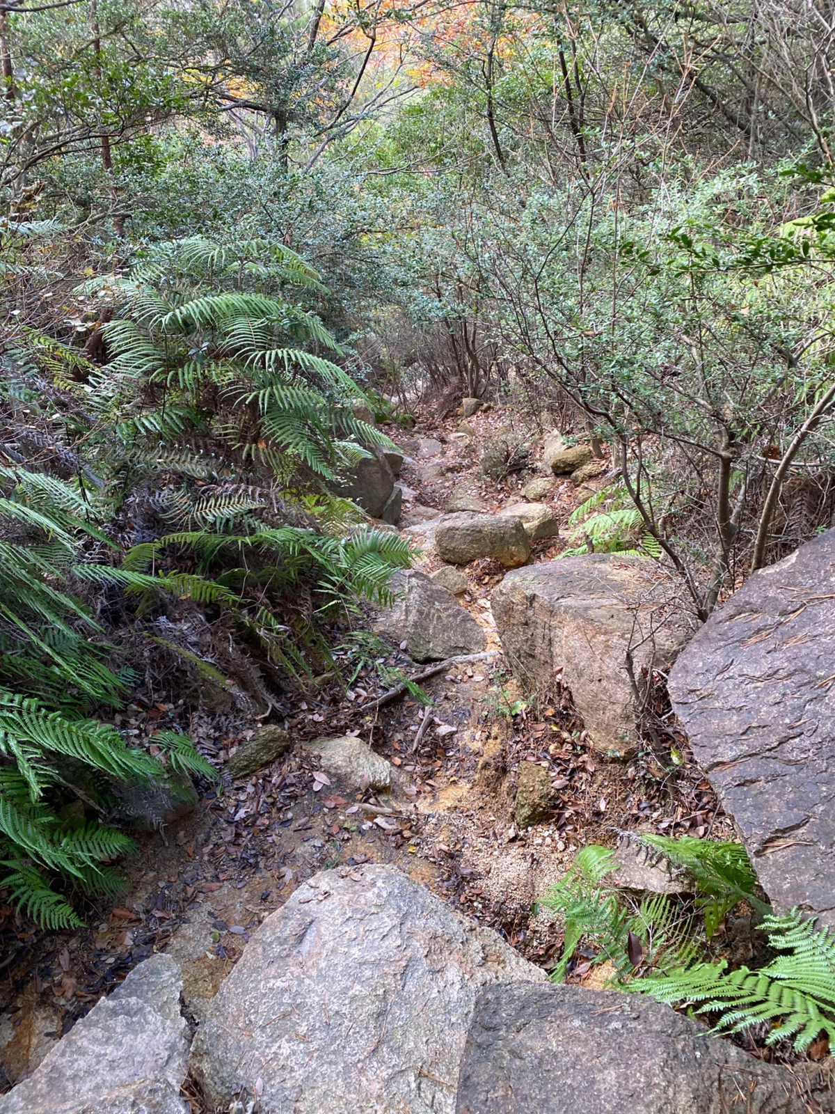六甲山系 荒地山｜mountain go