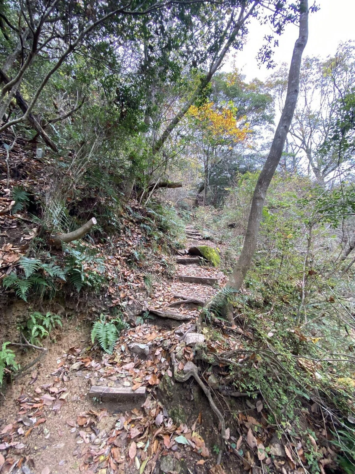六甲山系 荒地山｜mountain go