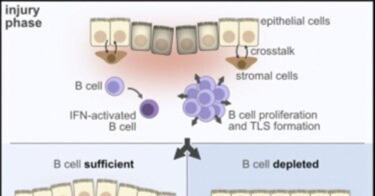 B細胞の増殖は粘膜治癒における間質-上皮の再生クロストークを阻害する