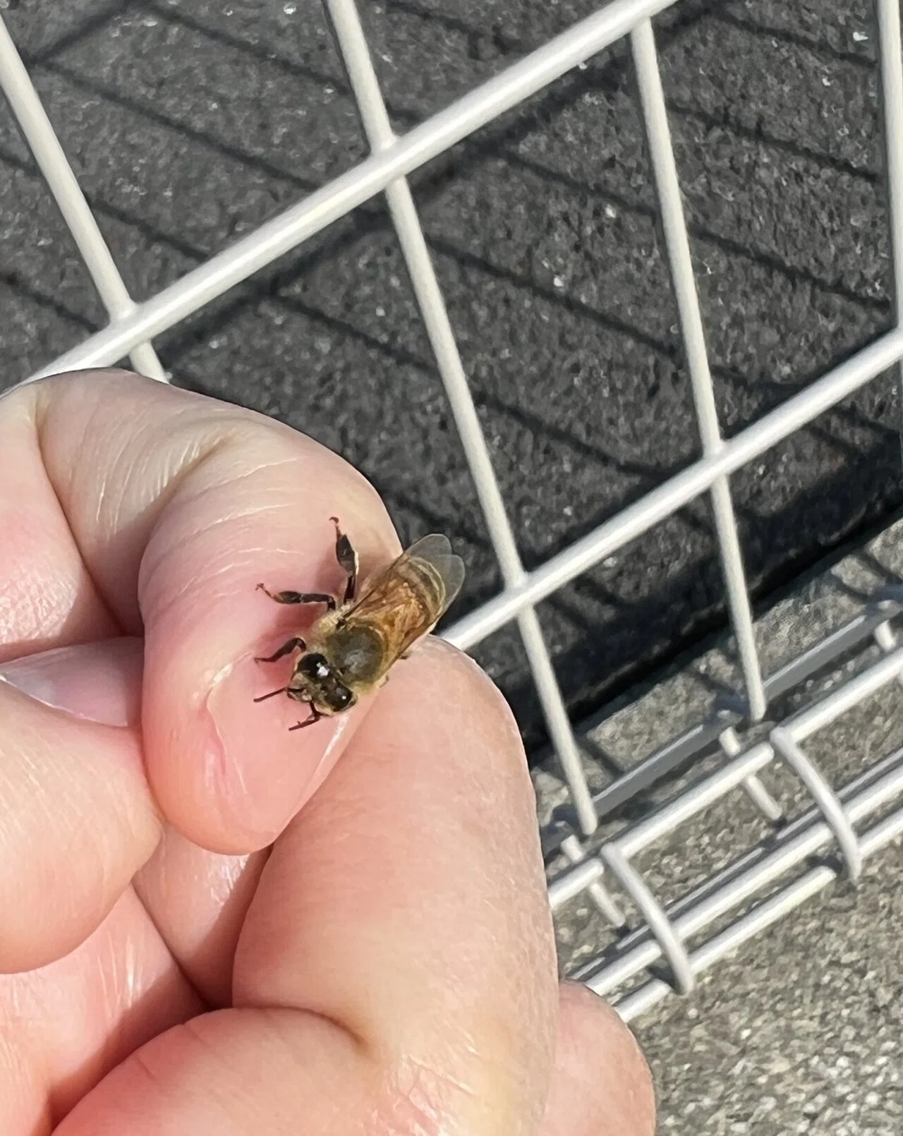 【初めての交流】ミツバチが地面にいました。興味本位で指を出したら、なんと登ってきました😳 飛ばずにじっとしていたので、写真を撮らせてもらいまし ...