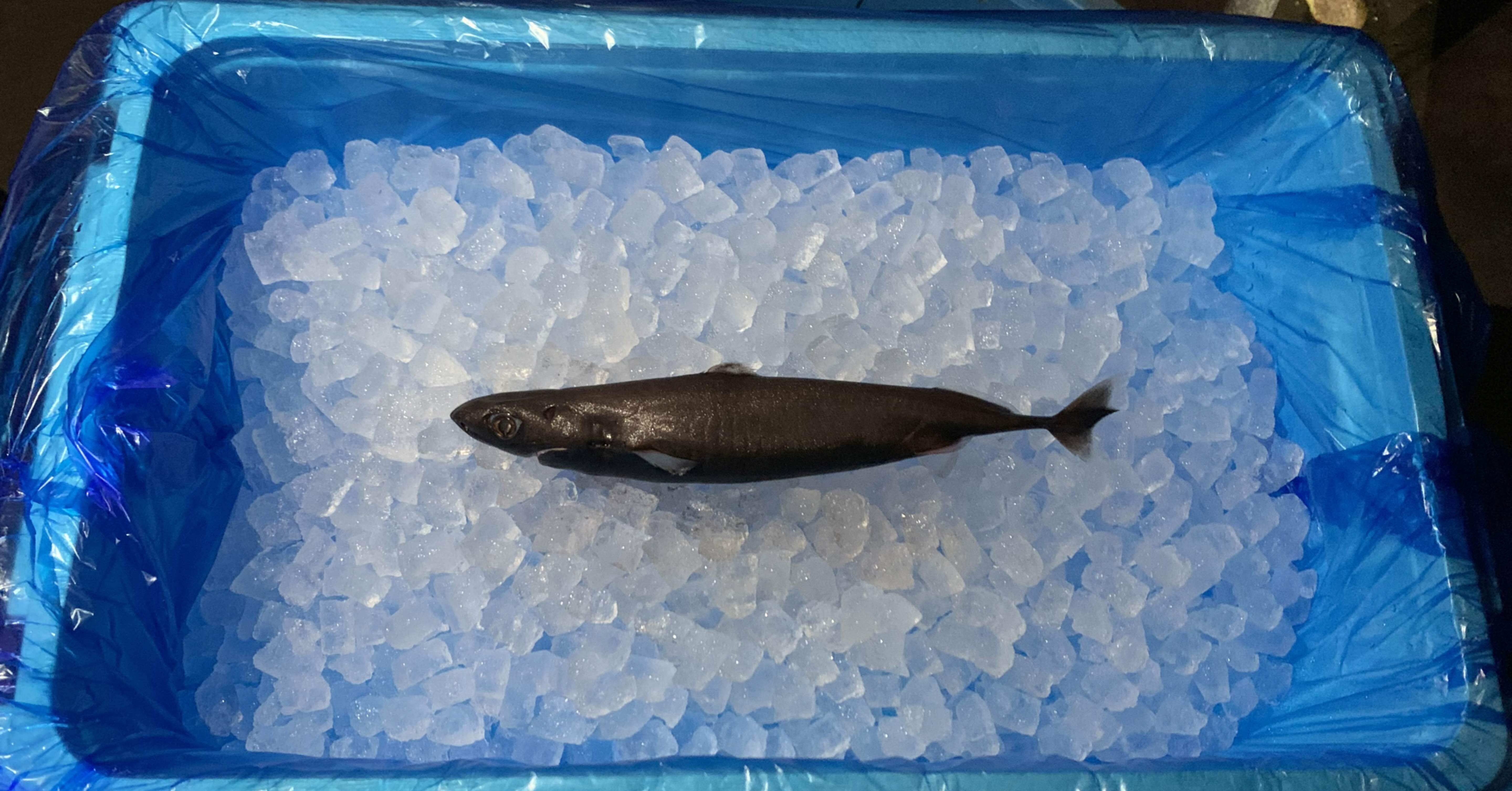 世界最小のサメが思っているより大きかった件 シャークジャーナリスト沼口麻子 Note
