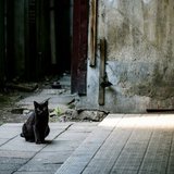 路地裏の黒猫